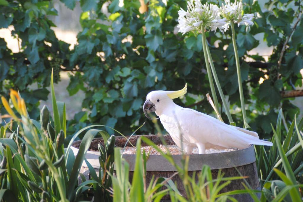 Amble At Hahndorf Bed & Breakfast Room photo